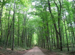 Northern hardwoods forests can contain a dozen or more tree species, but are sometimes dominated by sugar maple or red maple. Photo credit: Hiawatha National Forest.