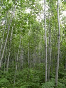 A young aspen stand, which currently has a single age class. Keeping multiple age classes on your property or across a landscape is a way to increase diversity. Photo credit: Maria Janowiak, USDA Forest Service.