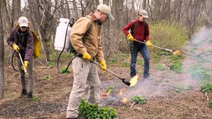 Burning Off Garlic Mustard Seedlings