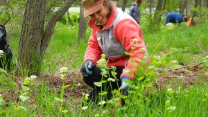 Pulling Garlic Mustard at Clay Cliffs