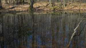Vernal-Pool pic2