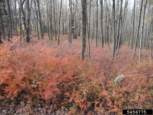 japanese-barberry