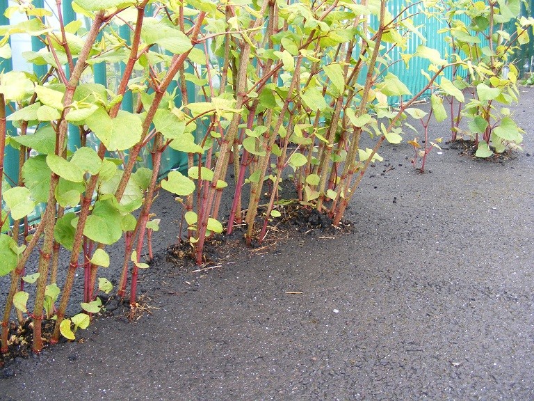japanese-knotweed