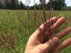 waldron_fen_nature_preserve_native_plant_restoration