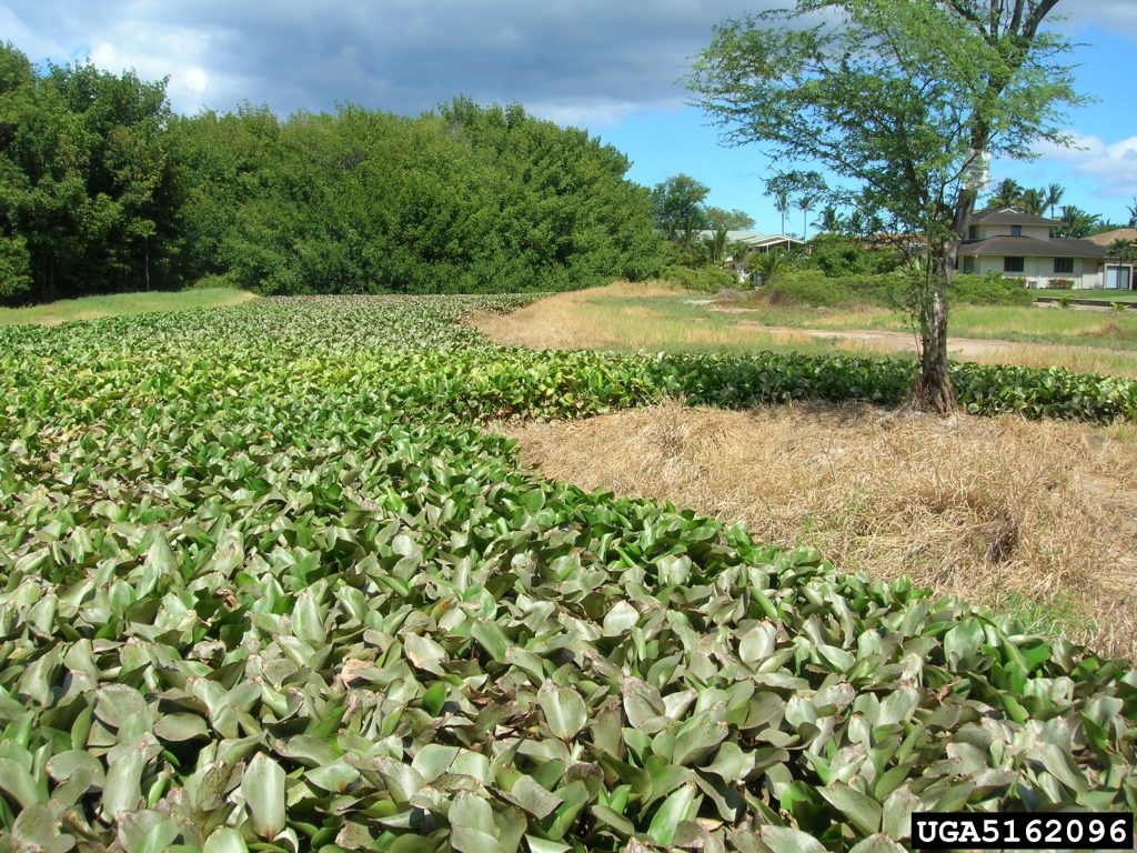 water-hyacinth